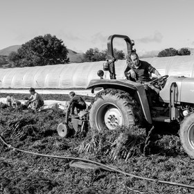 La récolte des carottes