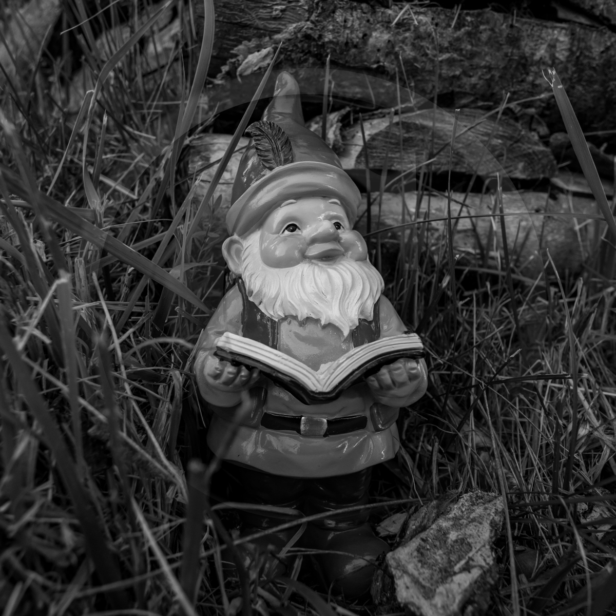 29 juin 2022 : Découverte des plantes sauvages