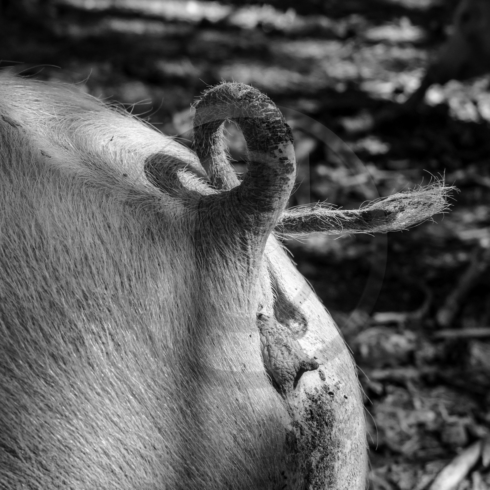 Elevage biologique de cochons en plein air