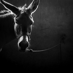 L'asinerie Le sentier des ânes