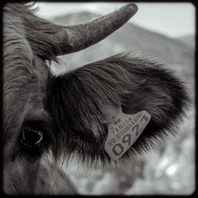 Portraits des animaux de la ferme