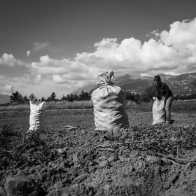 La récolte des pommes de terre