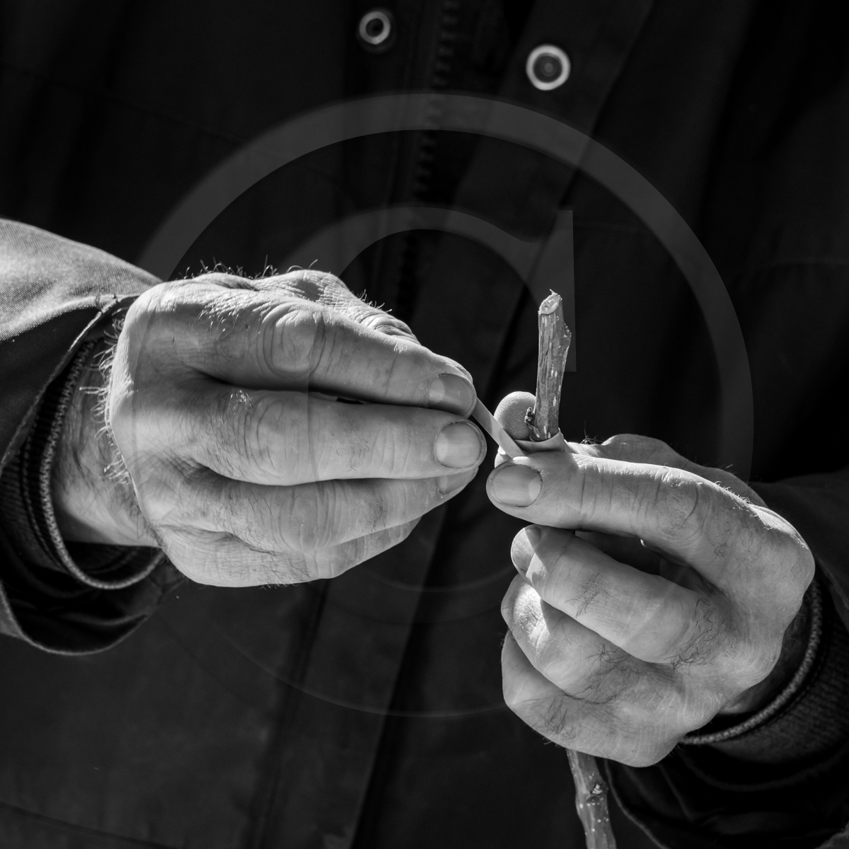 10 avril 2022 : Initiation à la greffe d'arbres fruitiers