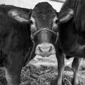 Rencontres paysannes à Saint-Bonnet en Champsaur