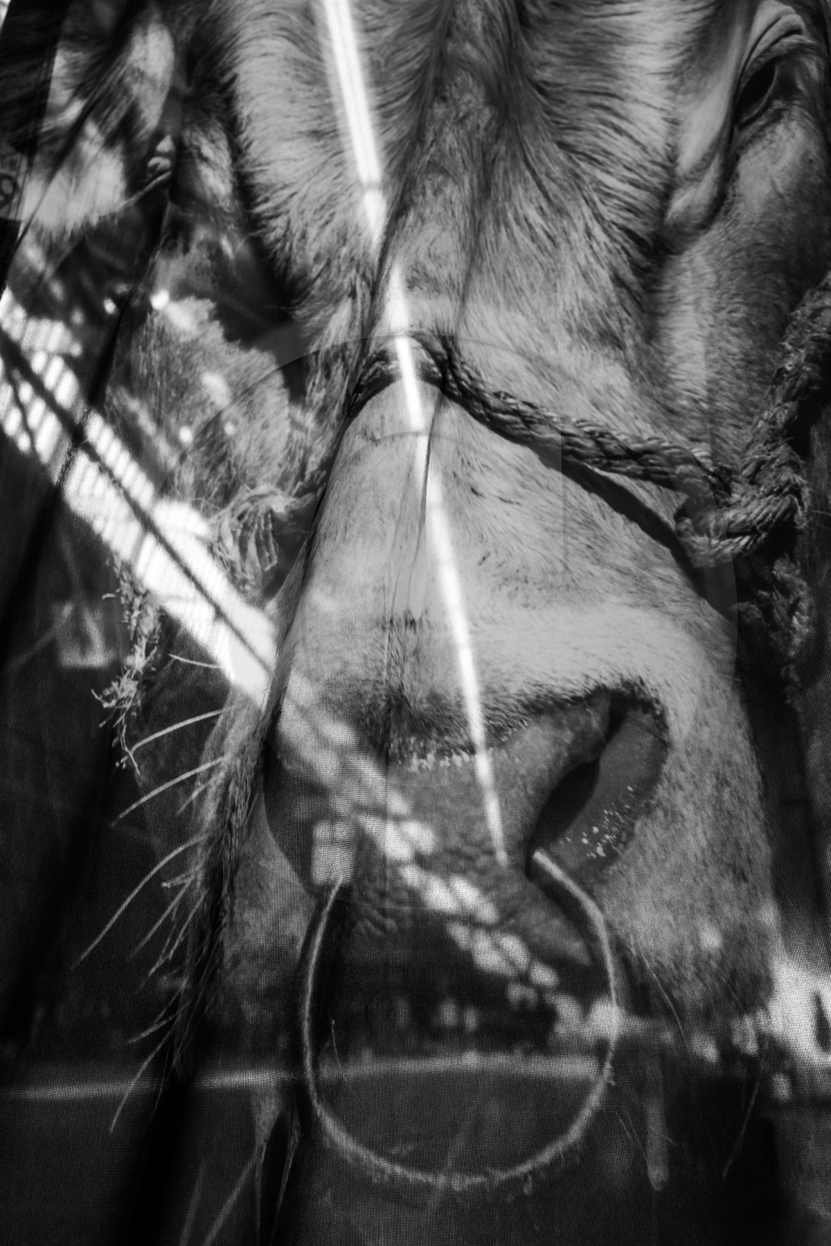 Rencontres paysannes à Saint-Bonnet en Champsaur