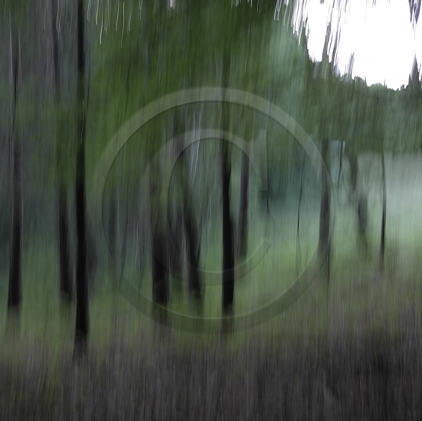 Le Pays des Arbres Flous