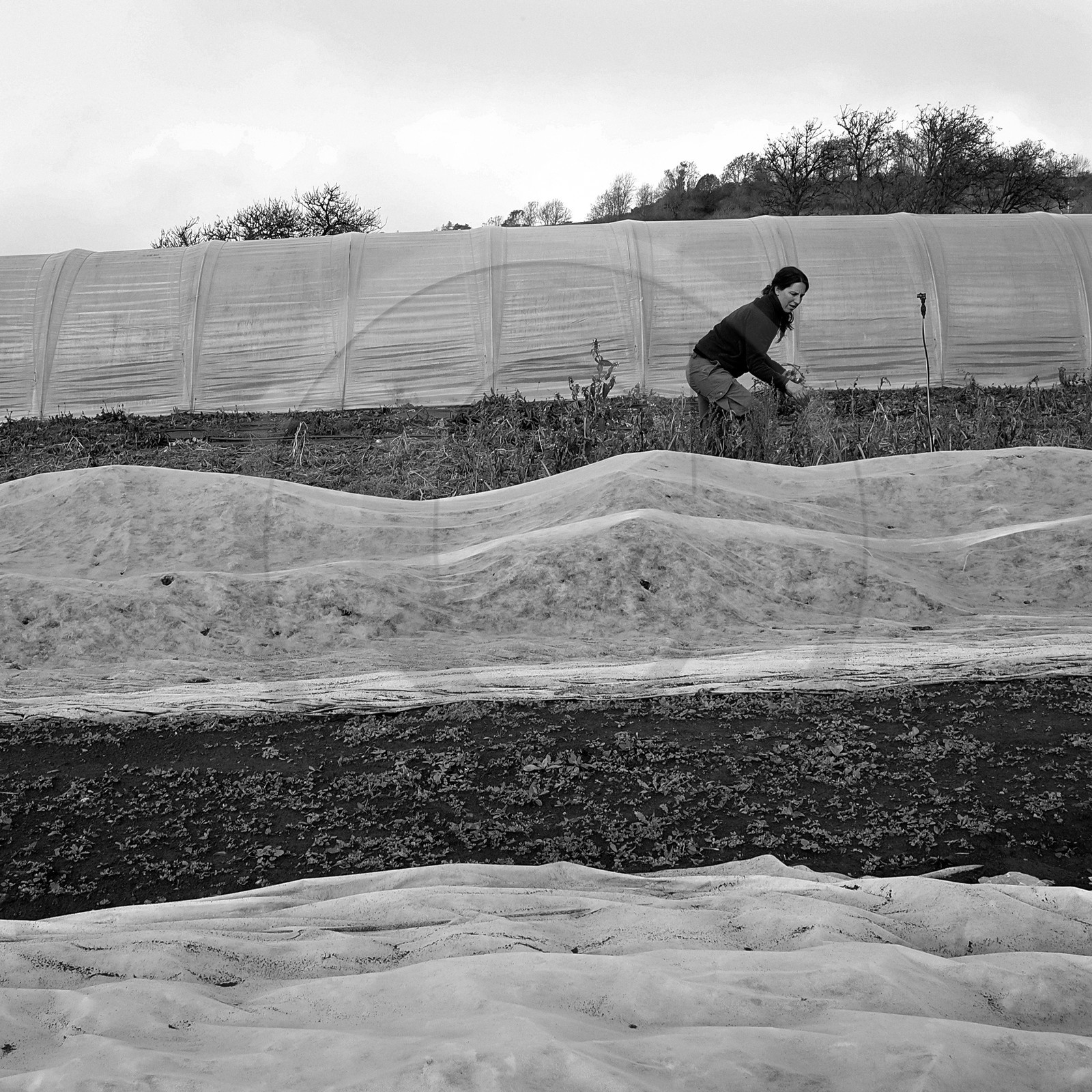 Sophie Jaussaud, maraichère à Ancelle
