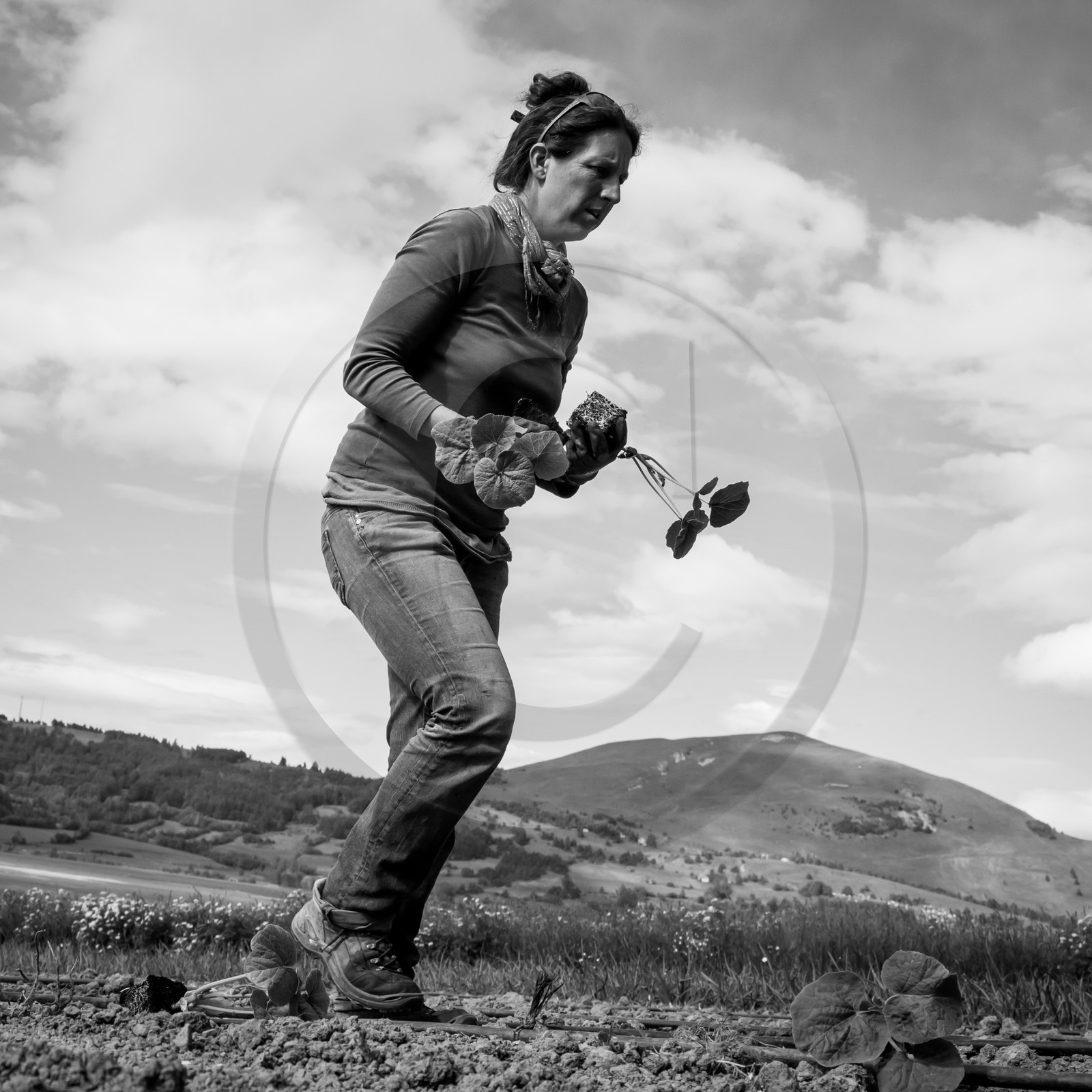 La plantation des courges