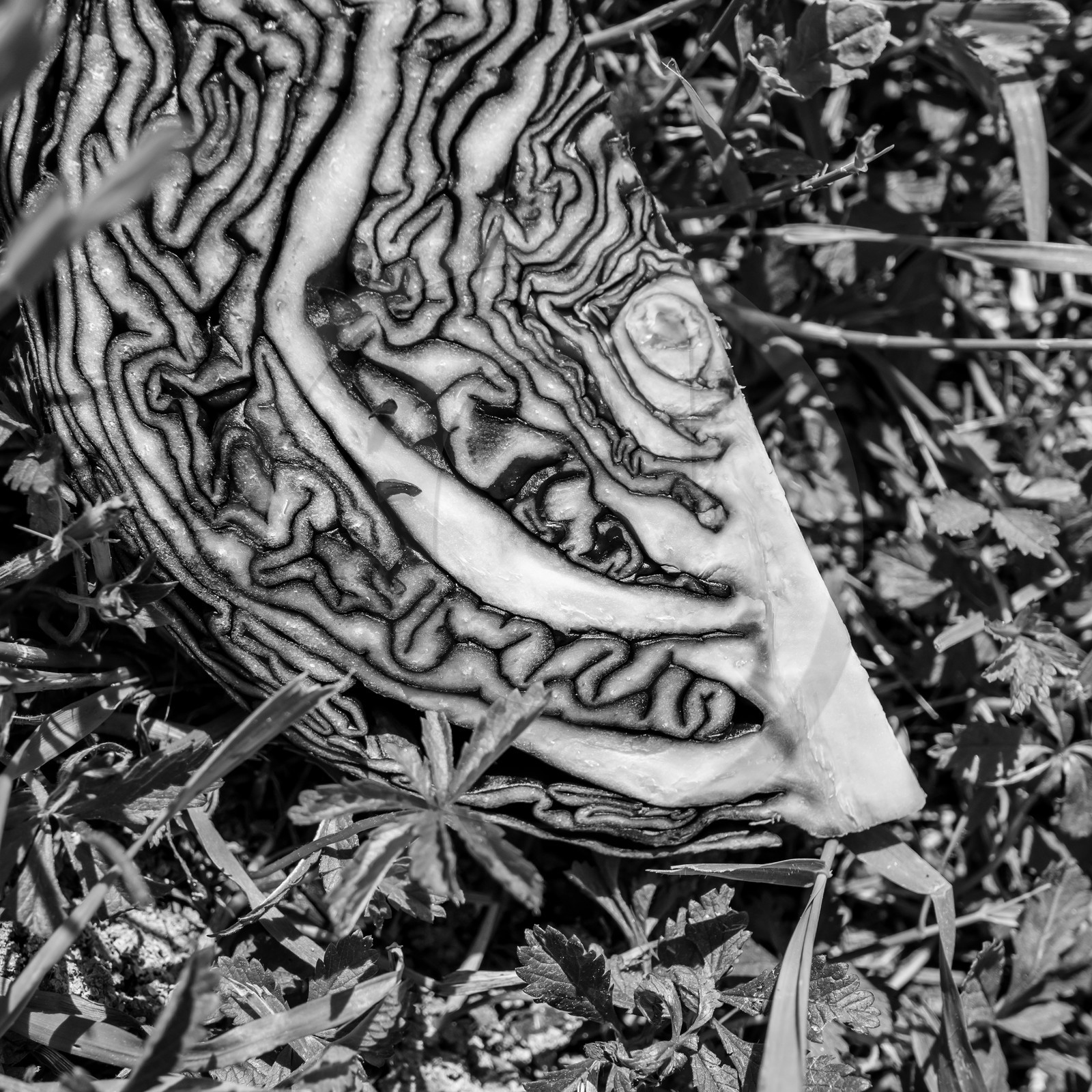 06 juin 2021 : Vide-Jardin et peinture végétale