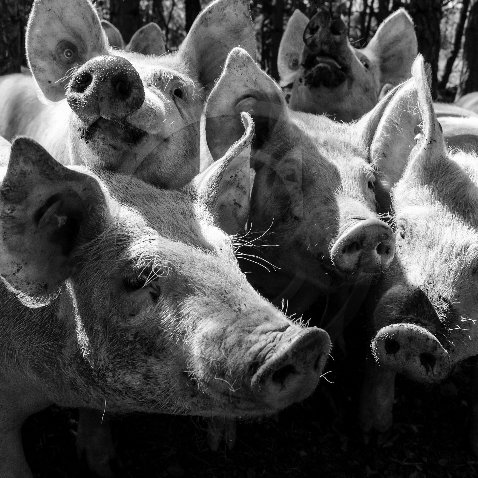 Elevage biologique de cochons en plein air