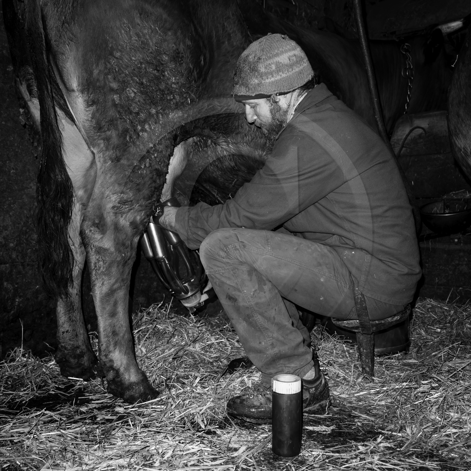 La traite des vaches