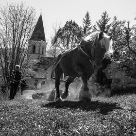 Débardage avec un cheval - 17 04 17