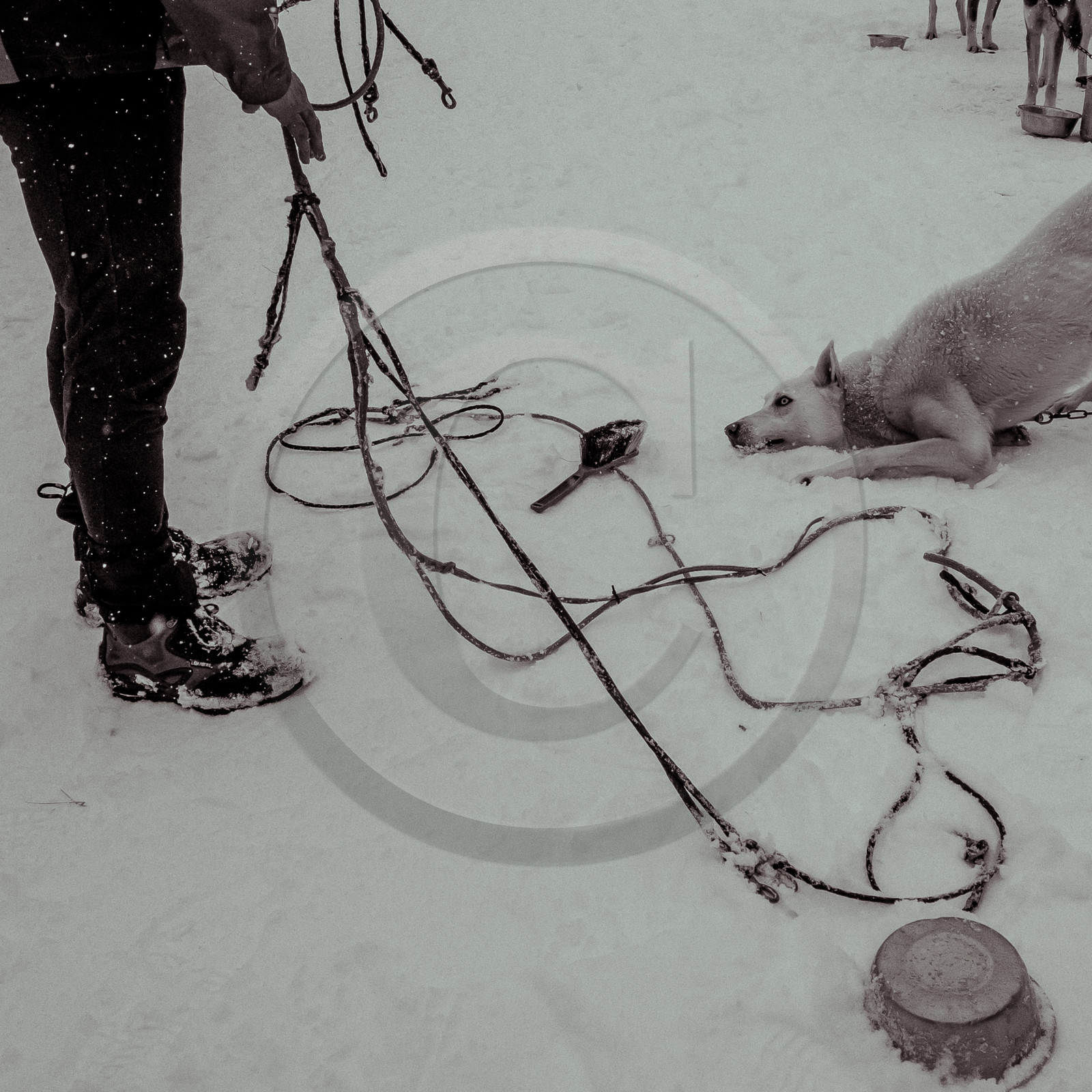 La Valgaude Traineau 2015