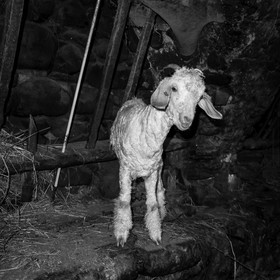 Le mohair arc en ciel