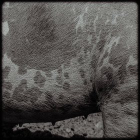 Portraits des animaux de la ferme