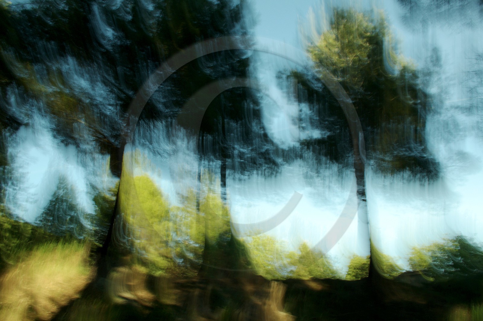 Le Pays des Arbres Flous