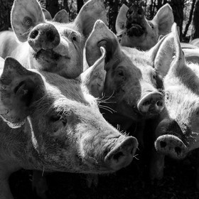 Elevage biologique de cochons en plein air