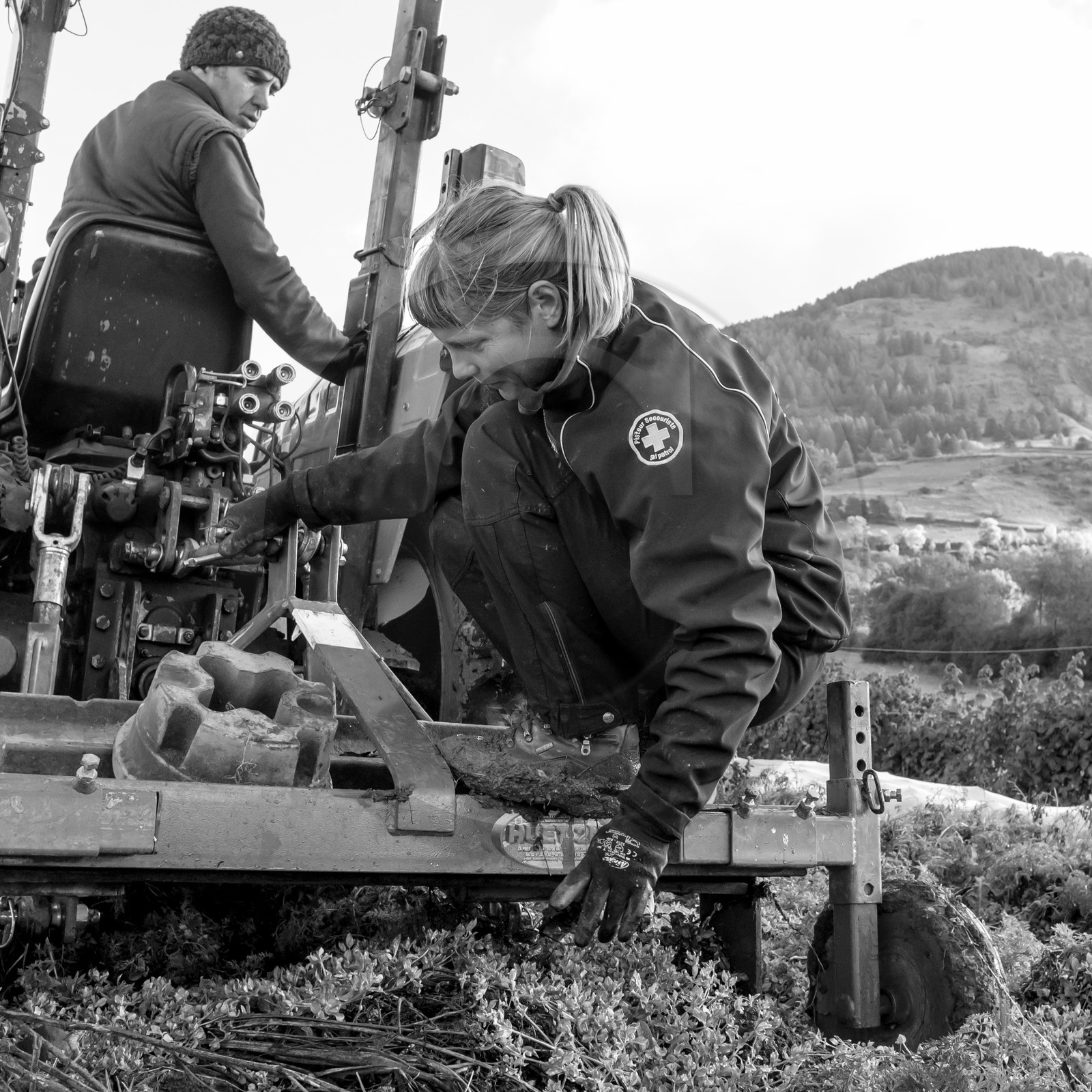 La récolte des carottes