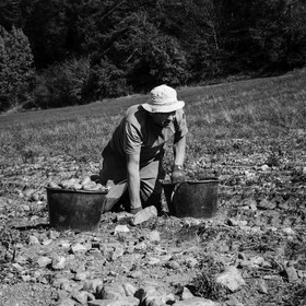 La récolte des pommes de terre