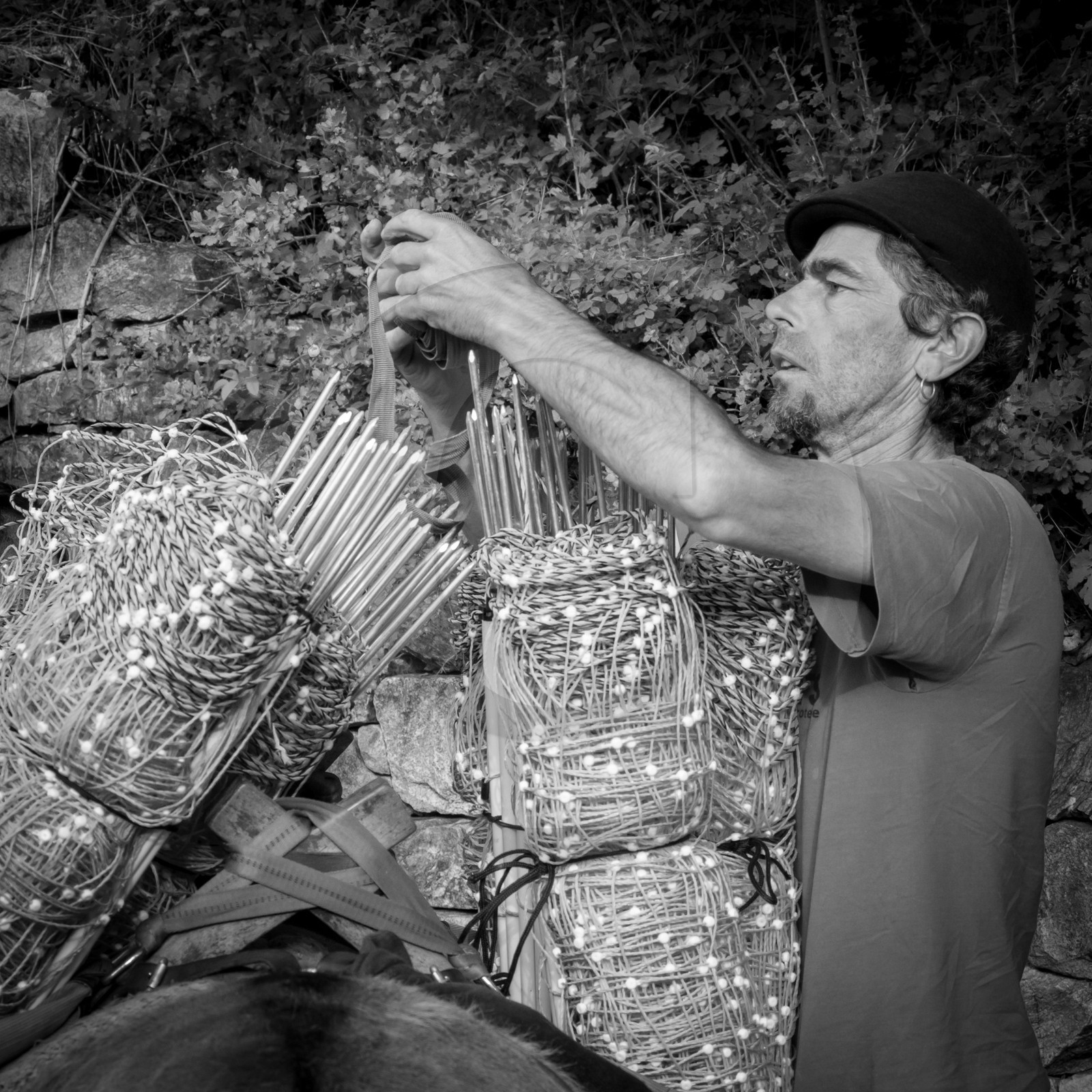 Portage avec des ânes