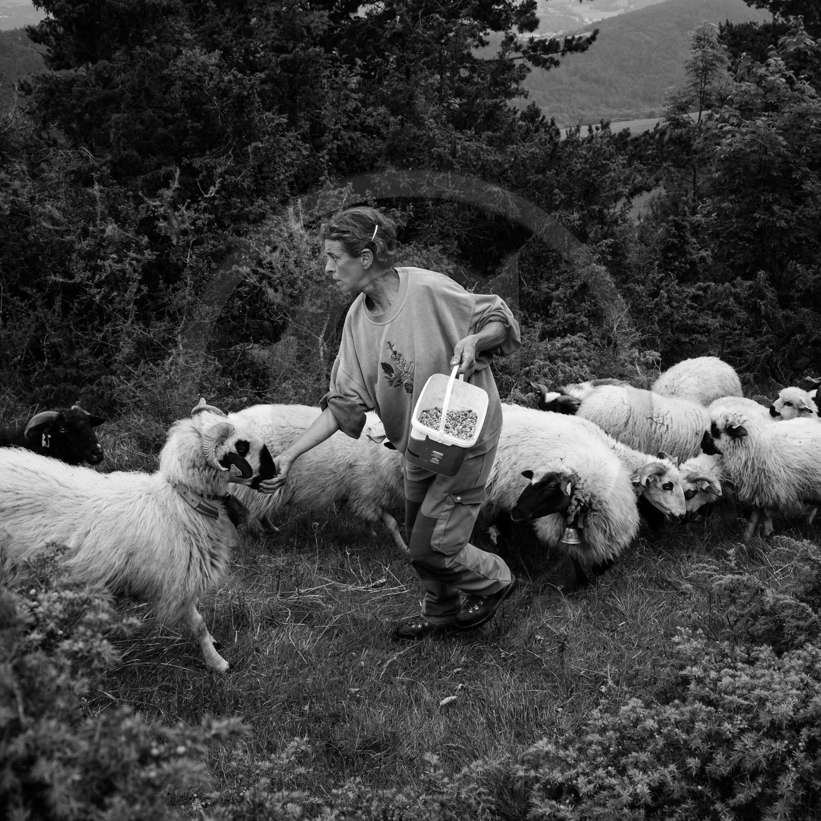 La transhumance des brebis