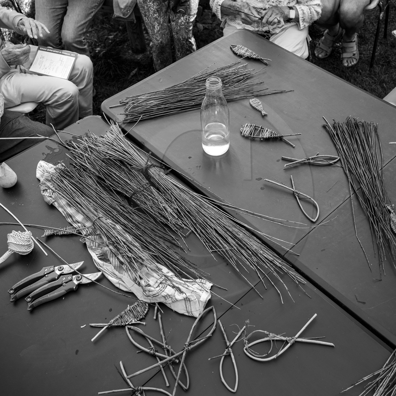 13 septembre 2023 : Osier et HydrOlique