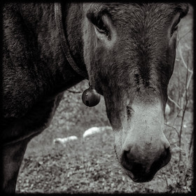 Portraits des animaux de la ferme
