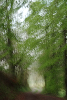 Le Pays des Arbres Flous