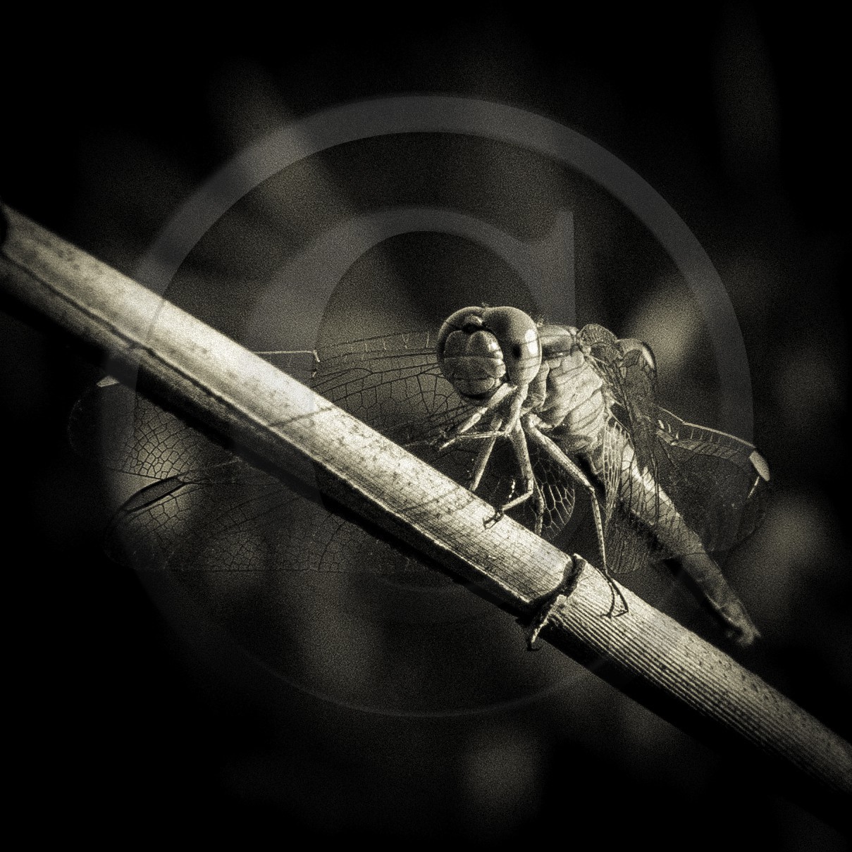 Portrait de libellule