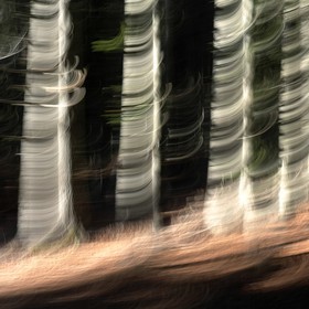 Le Pays des Arbres Flous