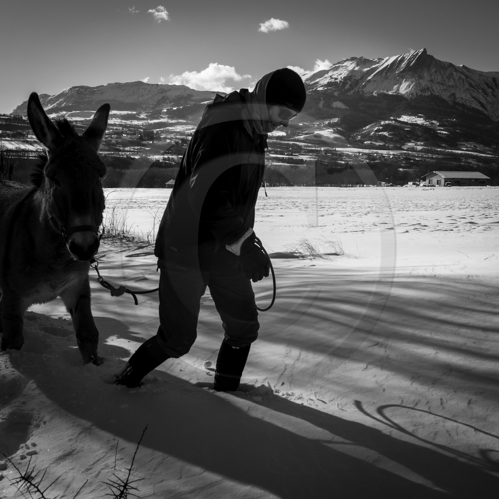 Les ânes dans la neige