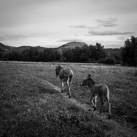 La transhumance des ânes