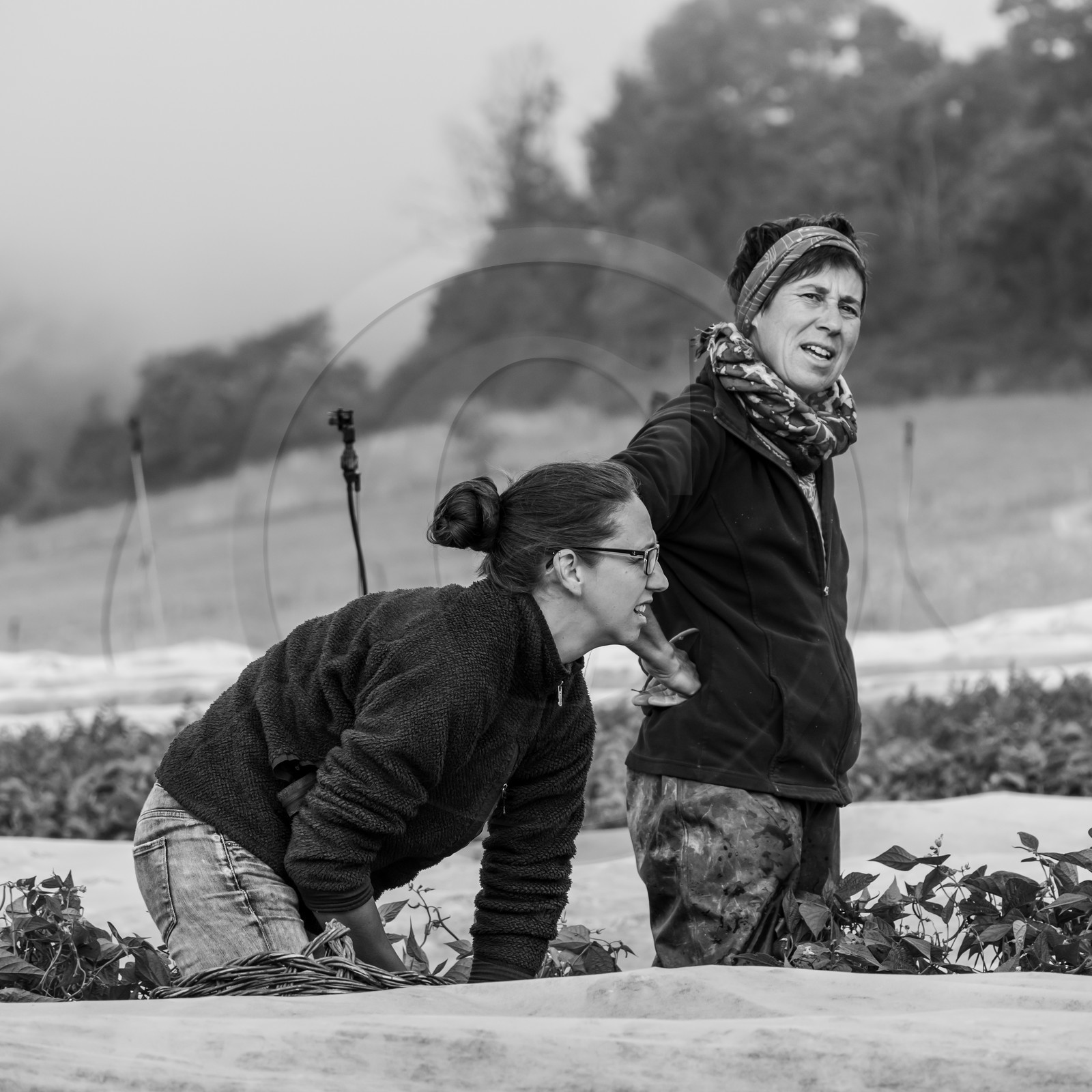 Maraichage biologique dans le Champsaur