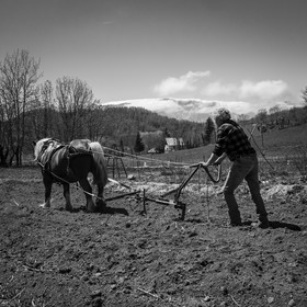 Labour avec un cheval