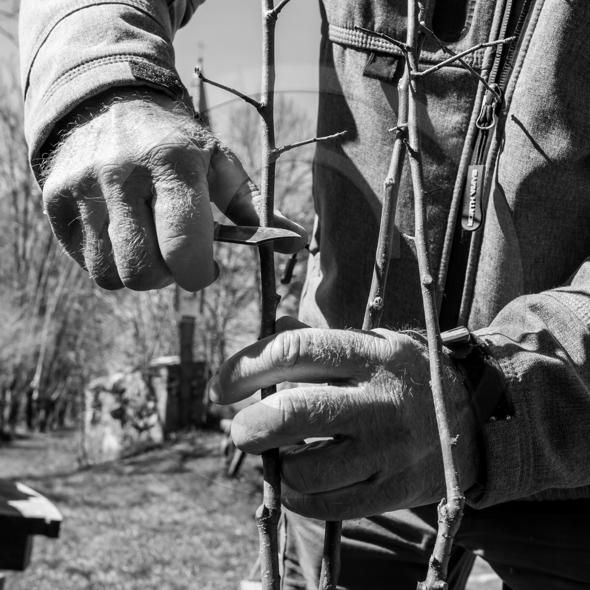 10 avril 2022 : Initiation à la greffe d'arbres fruitiers
