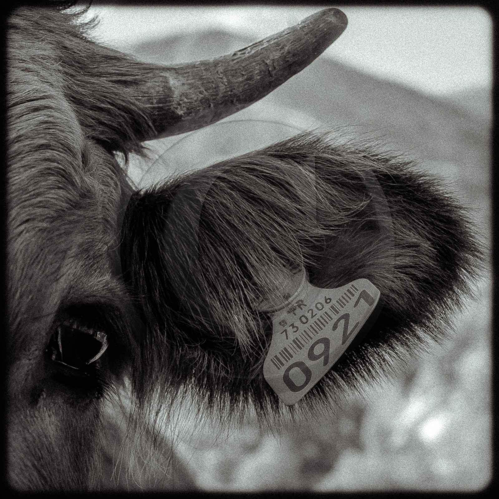 Portraits des animaux de la ferme