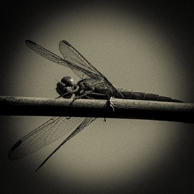 Portrait de libellule