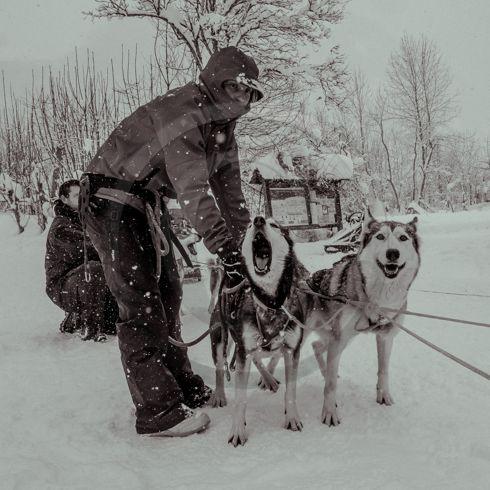 La Valgaude Traineau 2015