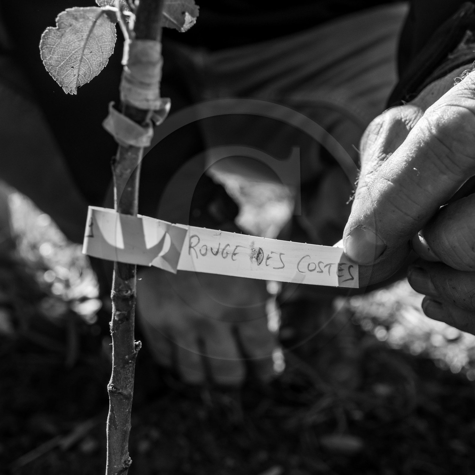 24 octobre 2021 : Fais ta soupe et ramène ta pomme