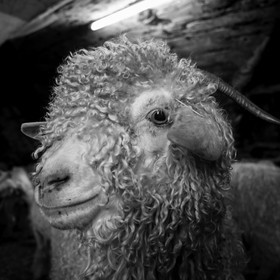 Le mohair arc en ciel