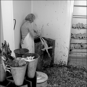 L'abattage des poulets