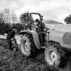 La récolte des carottes