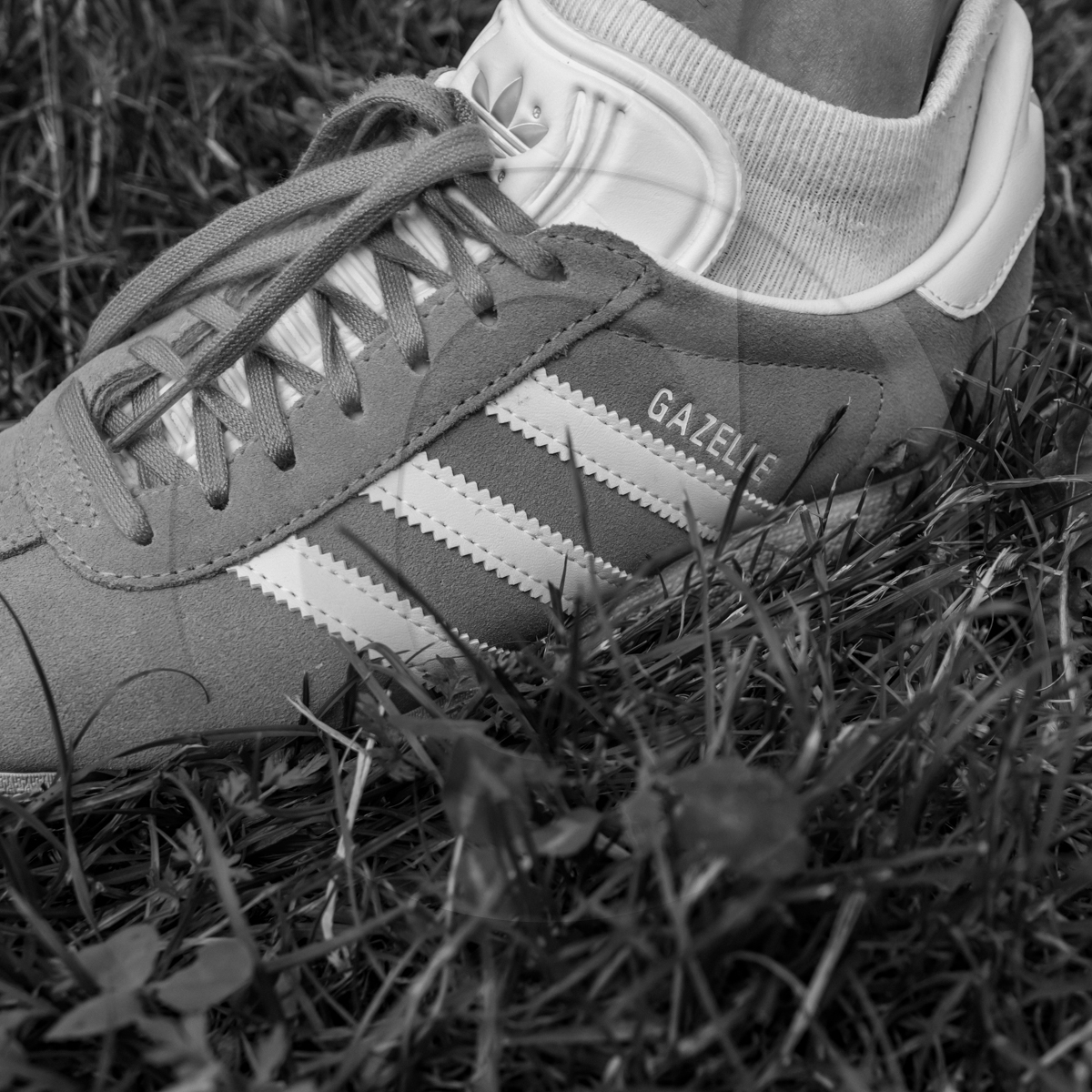 29 juin 2022 : Découverte des plantes sauvages