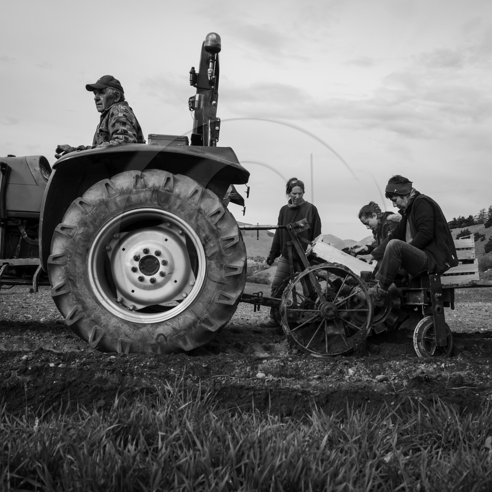 La plantation des pommes de terre