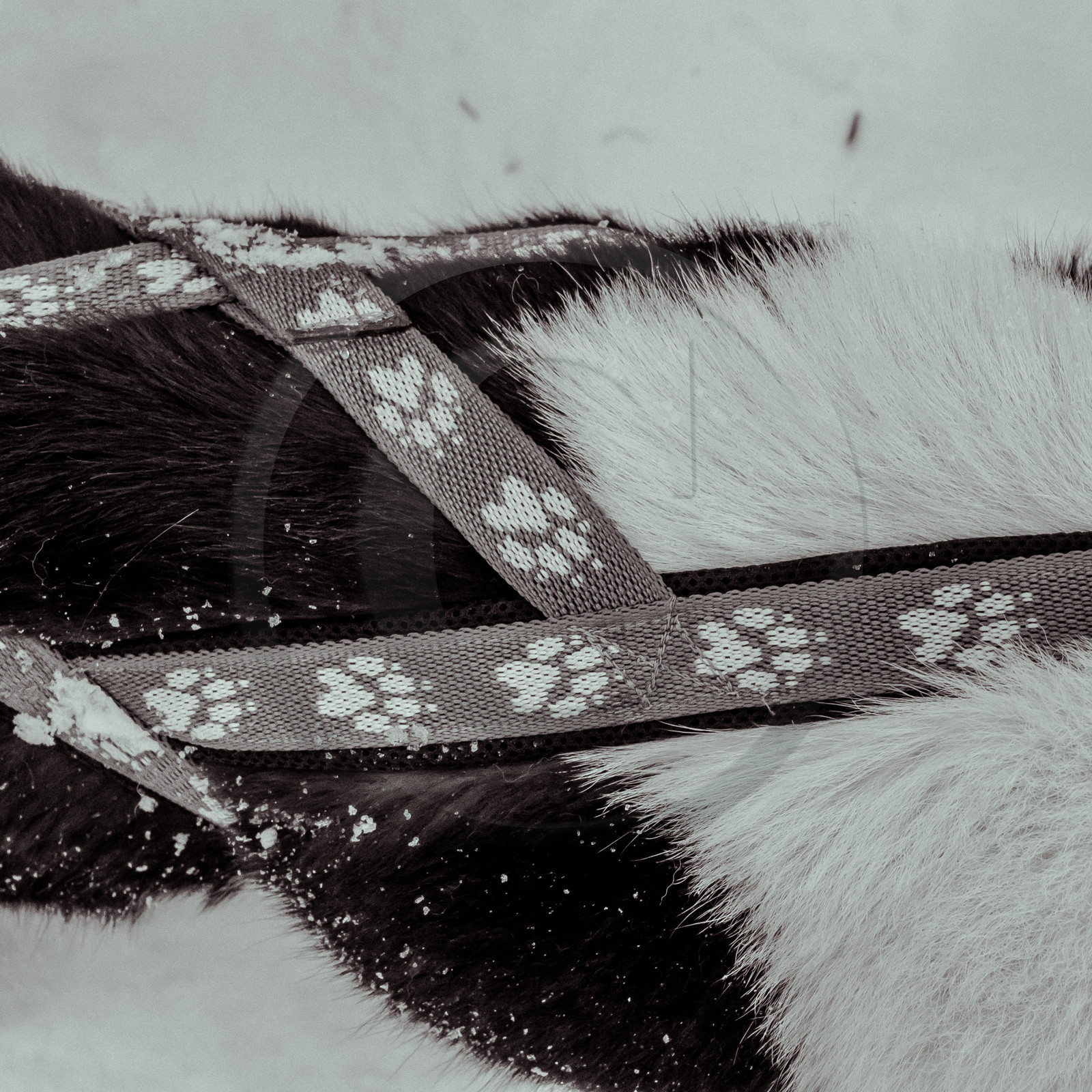 La Valgaude Traineau 2015