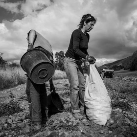 La récolte des pommes de terre