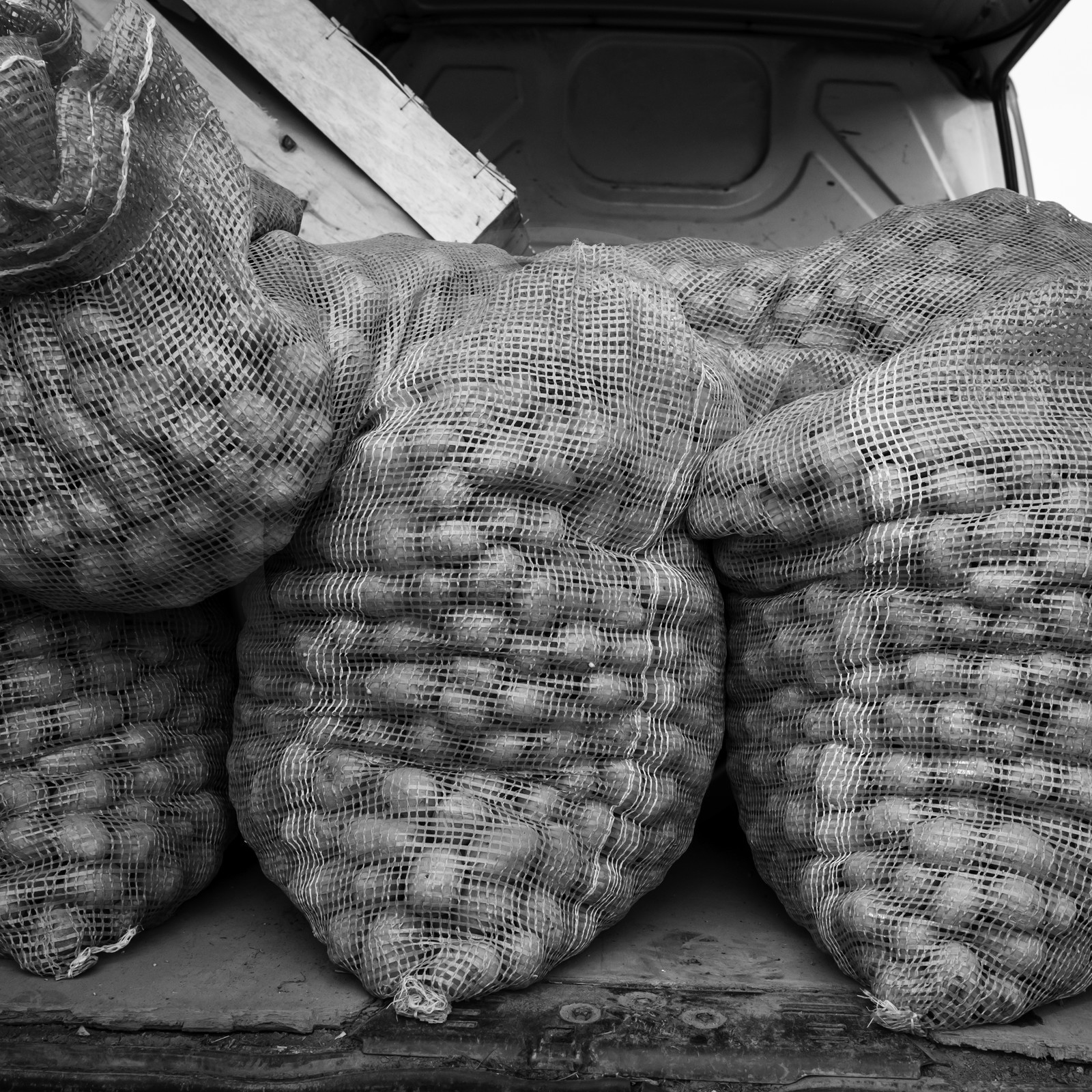 La plantation des pommes de terre