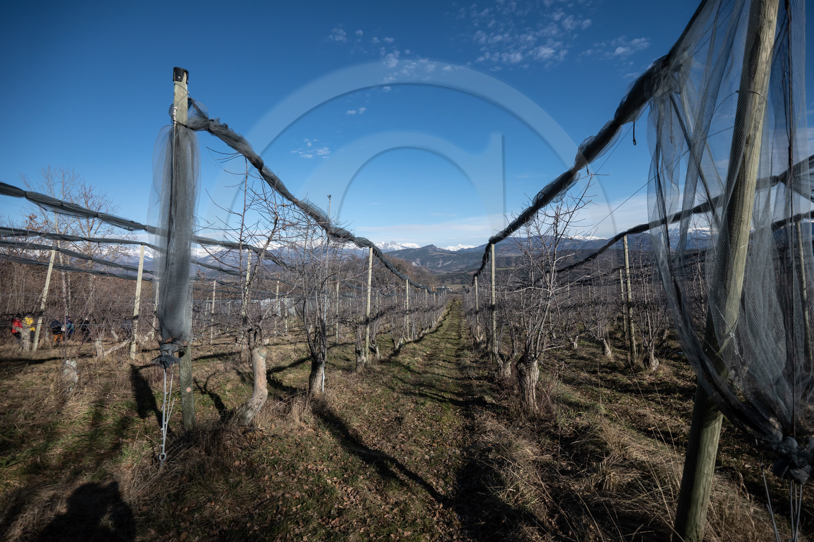 Croqueurs de pommes des Alpes Latines