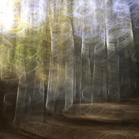 Le Pays des Arbres Flous