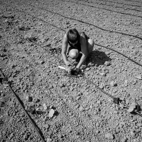 La plantation des courges
